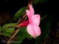 Mandevilla,Dipladenia Splendens,Brazilian jasmine,Brazilian roze
